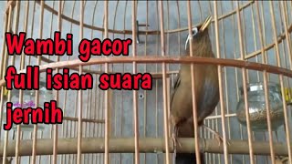 Download lagu Hwamei/wambi gacor full isian suara keras jernih mp3 Download lagu Hwamei/wambi gacor full isian suara keras jernih mp3