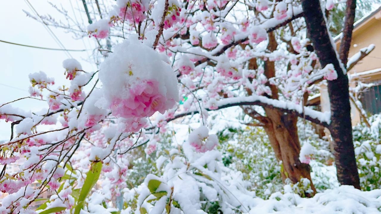 В Йокогама зима, пальми та сакура під снігом — Вiдео про Японію вiд Пан Гайджин