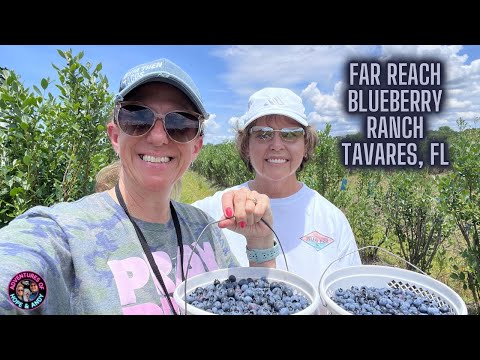 Far Reach Blueberry Ranch Tavares, FL!