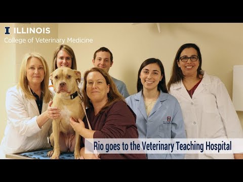 University Of Illinois Veterinary School| Top Scholarships & Scholarship  Information