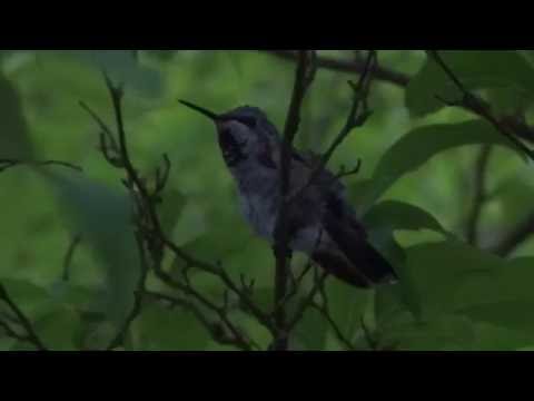 Mystery Grey Hummingbird with iridescent throat patch