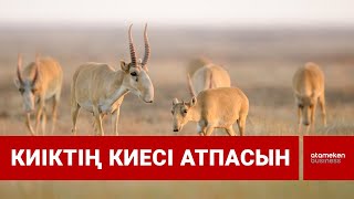 Киіктің киесі атпасын