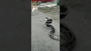 Download lagu detik detik Pertarungan Cobra Vs kucing mp3