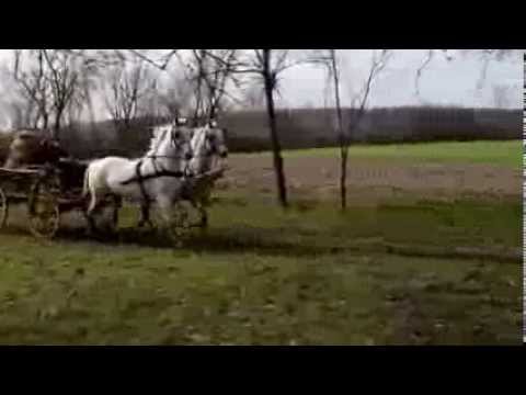 Tamburaški Sastav Caprio : Srce Šokačko