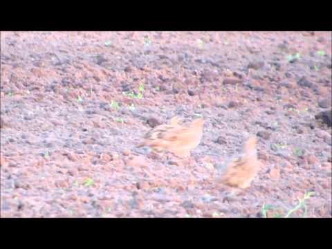 Patrijzen 4 sept 2014