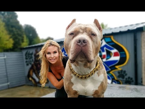 NOT DANGEROUS! THE GIANT XL AMERICAN BULLY DOG