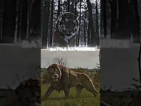 Siberian tiger vs Barbary lion ❤️‍🔥🐅🤴 ll #lion #tiger @EmperorVOID367 @Kingtheropodshow