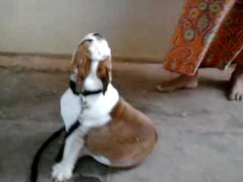 BULL DOG DHANRAJ C M 