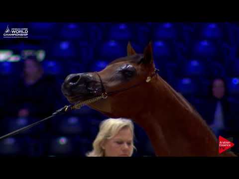 N.76 LAZEEZ AL SHAHANIA - Paris 2017 - Yearling Colts (Class CM4A)