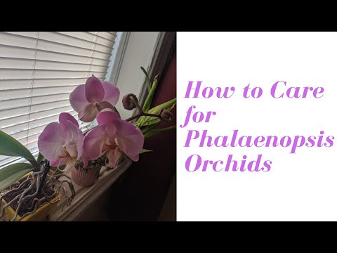 , title : 'Phalaenopsis Orchid Care Basics | Chat on General Culture and Orchid Care Requirements for Phals