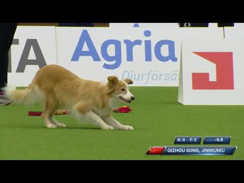 AWC2018 Large Individual Jumping