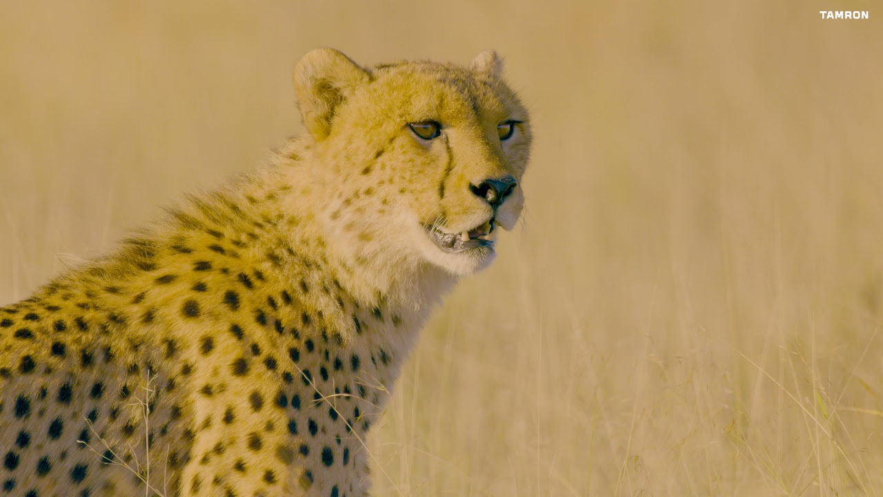 Tamron 150-500mm f/5-6.7 Di III VXD (Sony E)