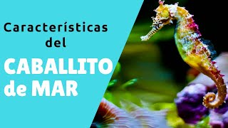 😱TOP 5 Cosas que NO sabias de los CABALLITOS de MAR🐠 [Documental del CABALLITO de MAR ACTUALIZADO]