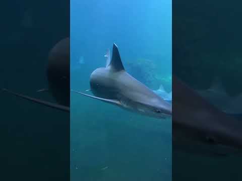 Afrykarium - ZOO Wrocław #1