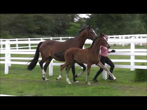 ORECLEA v. Ogano Sitte - Toulon - Landadel