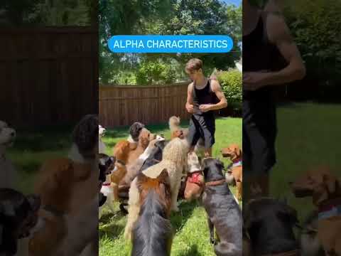 Food aggression tips and tricks. Dog training basic fundamentals. Obedience training. #dogtraining