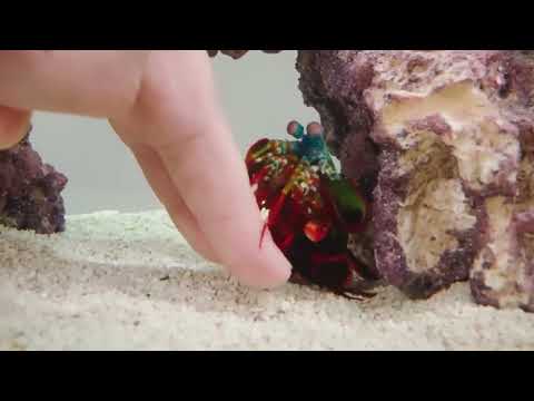 punch by a mantis shrimp!!-coyote peterson(ytp)
