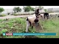 Agriculture: Une passion pour Olive Lembe Kabila