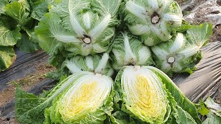 가을배추 심을때 적기에 심으셔야 통이 크고 맛이 좋습니다 ( 정식간격이 좁으면 통은 작아요)