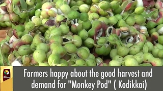 Farmers happy about the good harvest and demand for "Monkey Pod" ( Kodikkai)