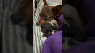 Video preview image #1 Rat-Cha Puppy For Sale in San Jose, CA, USA