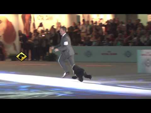 "Perros en acción" World Dog Show Milán 2015