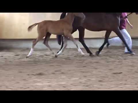 Hengstfohlen Quando Unico * Hochmeister