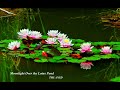 Moonlight Over The Lotus Pond Ánh Trăng Trong Ao Sen