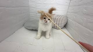 サイベリアンの動画01