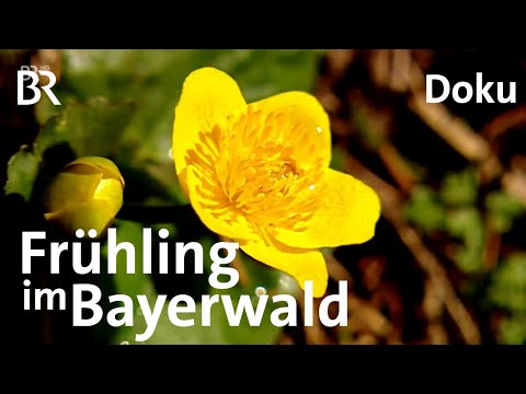 Frühling im Bayerischen Wald: 1000 Lenze, Lilly Bock & St. Isidor | Doku | BR