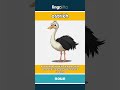 ostrich - a very large bird with long... video thumbnail