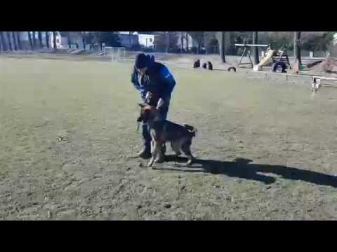 Endox Aritar Bastet   9  months