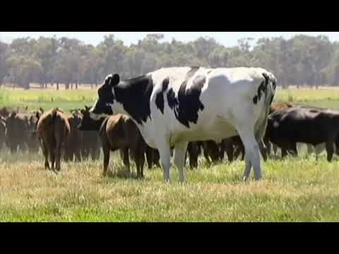, title : 'Cow type beat'