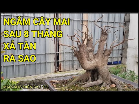 🔴 QBS22305 - XEM  LẠI CÂY MAI SAU 8 THÁNG XẢ TÀN | CÁCH CHĂM SÓC CÂY MAI VÀNG MIỀN BẮC NHANH LỚN