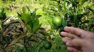 Download lagu Tips agar pohon jeruk santang madu menjadi rimbun mp3