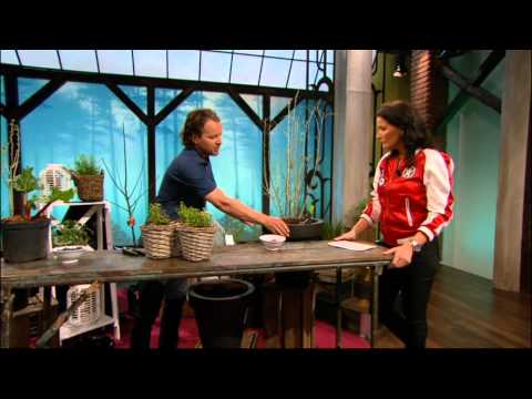 Senaste trädgårdstrenderna - Vardagspuls (TV4)