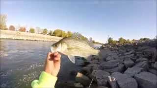 Early Fall Wiper And Walleye