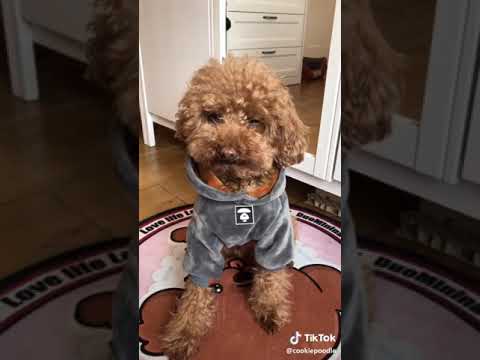 الكلب الصغير المضحك