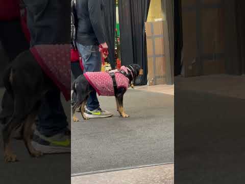 He was checking on everyone lol 🐕