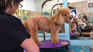 Clipper styling by KM DOG