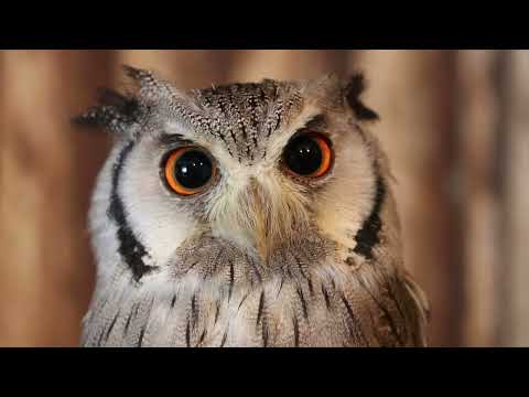 Close-Up View of an Owl 14 seconds