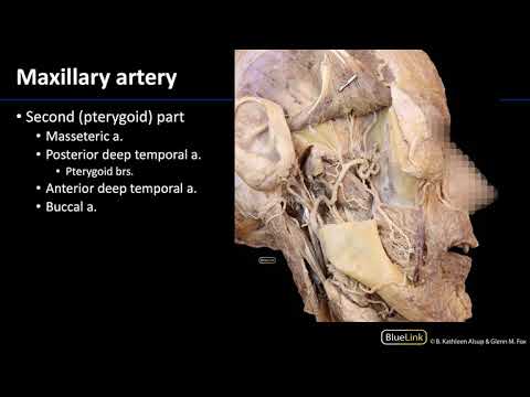 Infratemporal Fossa - Vasculature