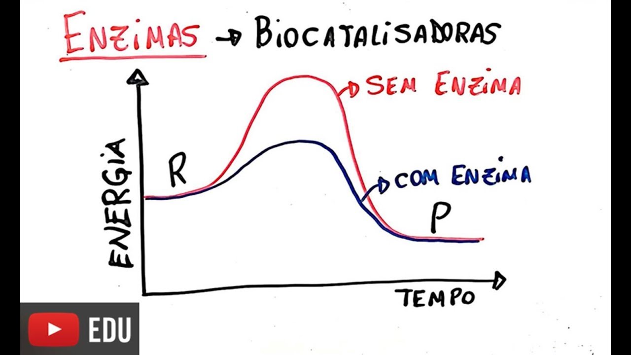 Proteínas - Enzimas