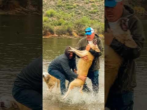 Viral video captured while visiting Arizona - Man saves his dog
