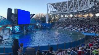 Orca Show at SeaWorld | Orlando - Florida