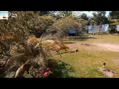 This happens when DOGS meet VARANUS - Dog vs Varanus 2020 - Koththu and Kasun in Sri Lanka