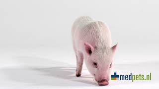 TVC Campagne met tag-ons - winderig