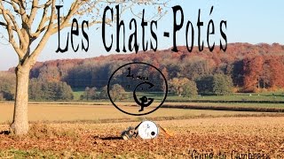 Les Chats-Potés video preview