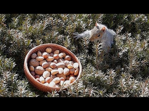 Squirrels' reactions to finding a bowl of nuts in the bush