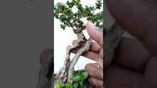 Download lagu SMALL SANCANG SLANTING mp3 Download lagu SMALL SANCANG SLANTING mp3
